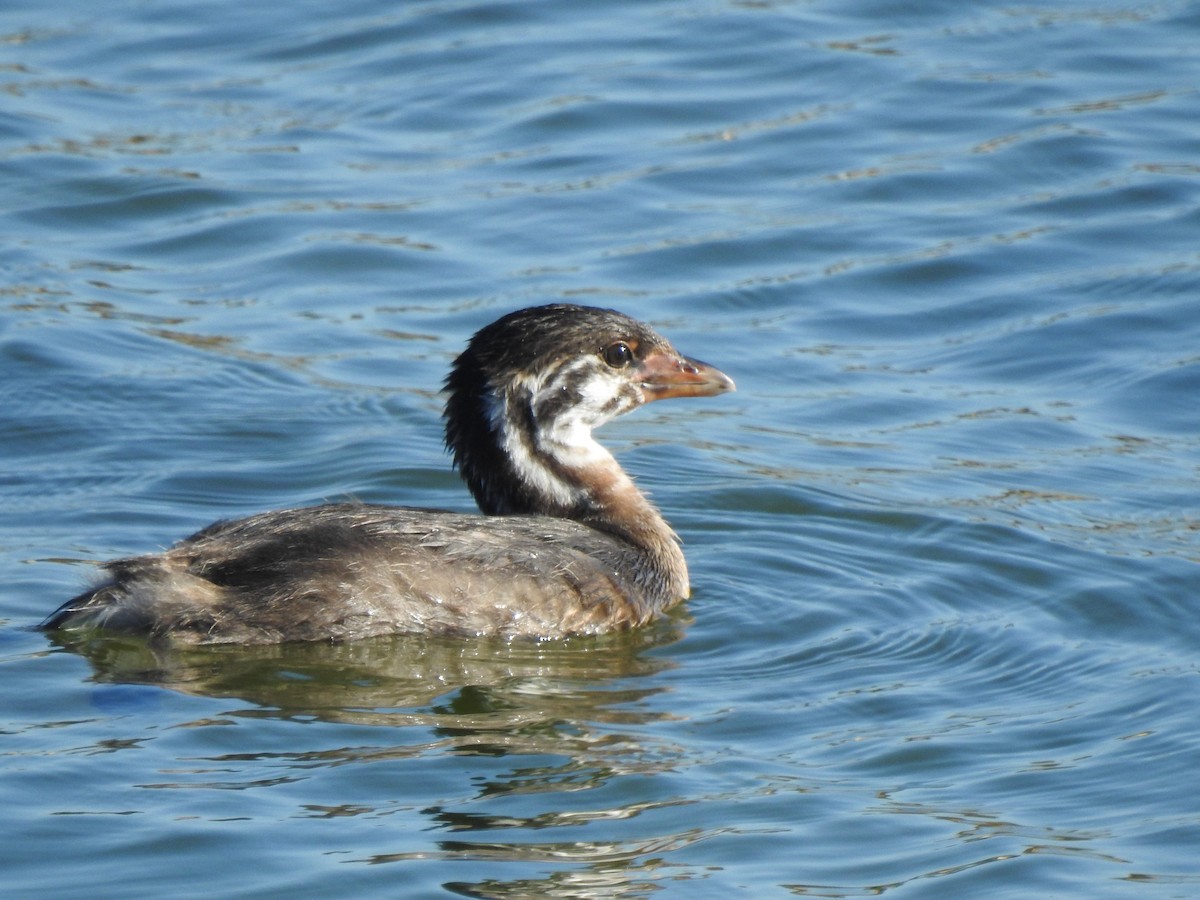 Pied-billed Grebe - ML643382326