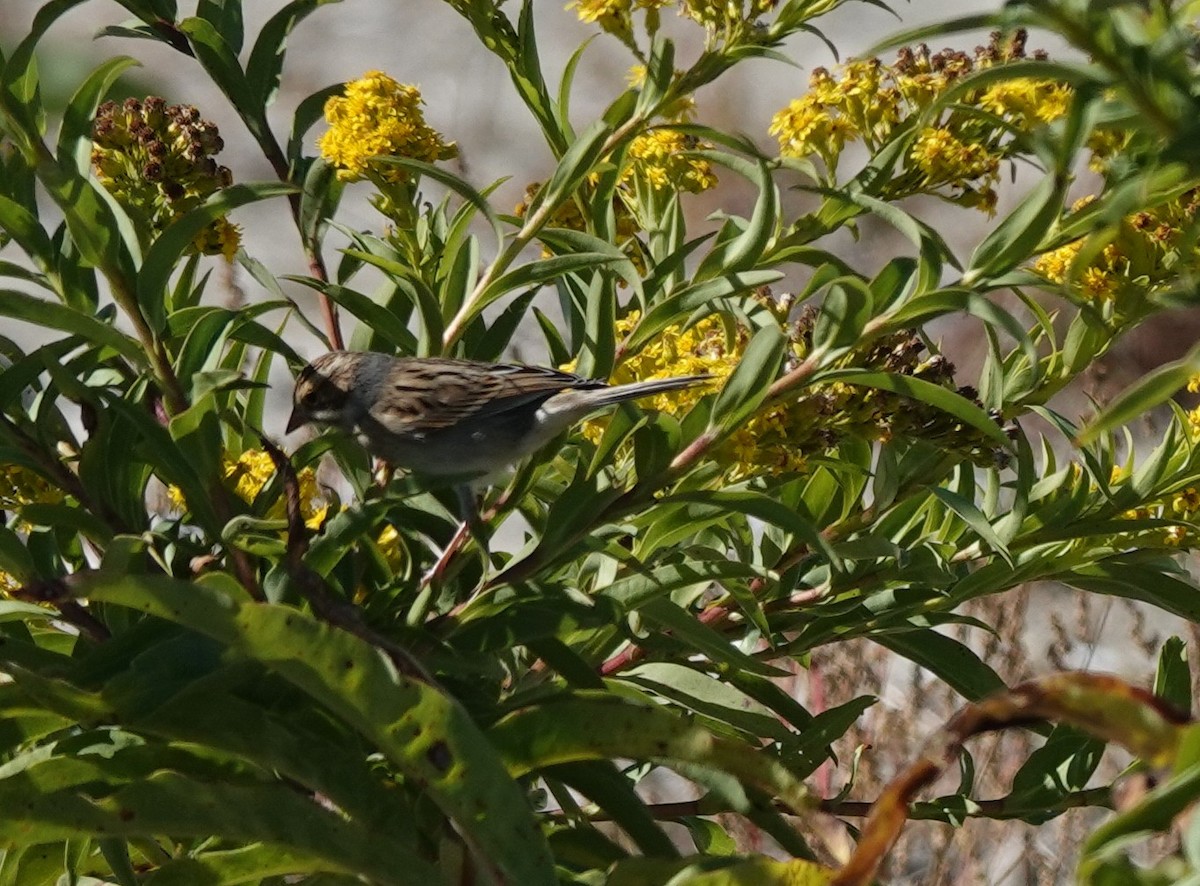 Clay-colored Sparrow - ML643382333