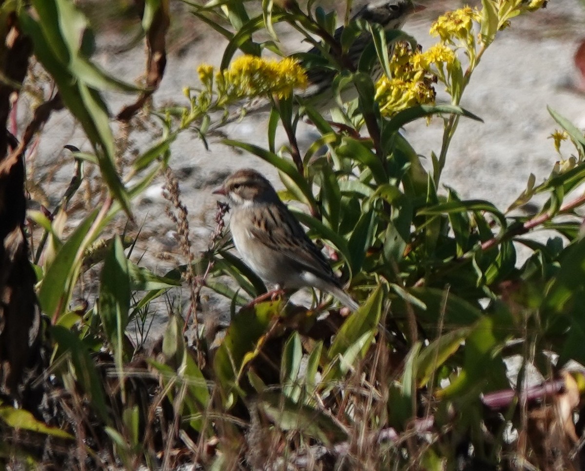 Clay-colored Sparrow - ML643382334
