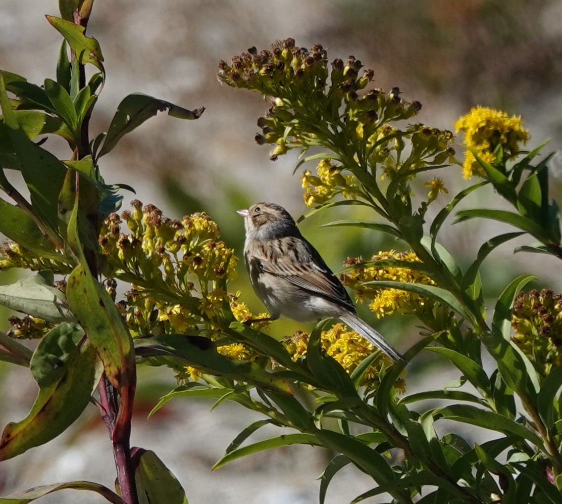 Clay-colored Sparrow - ML643382335