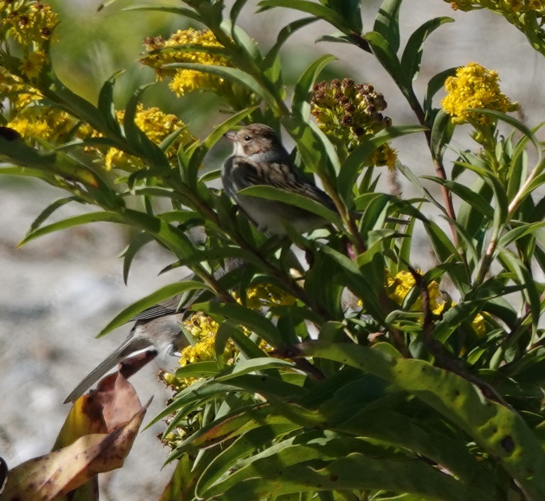 Clay-colored Sparrow - ML643382336
