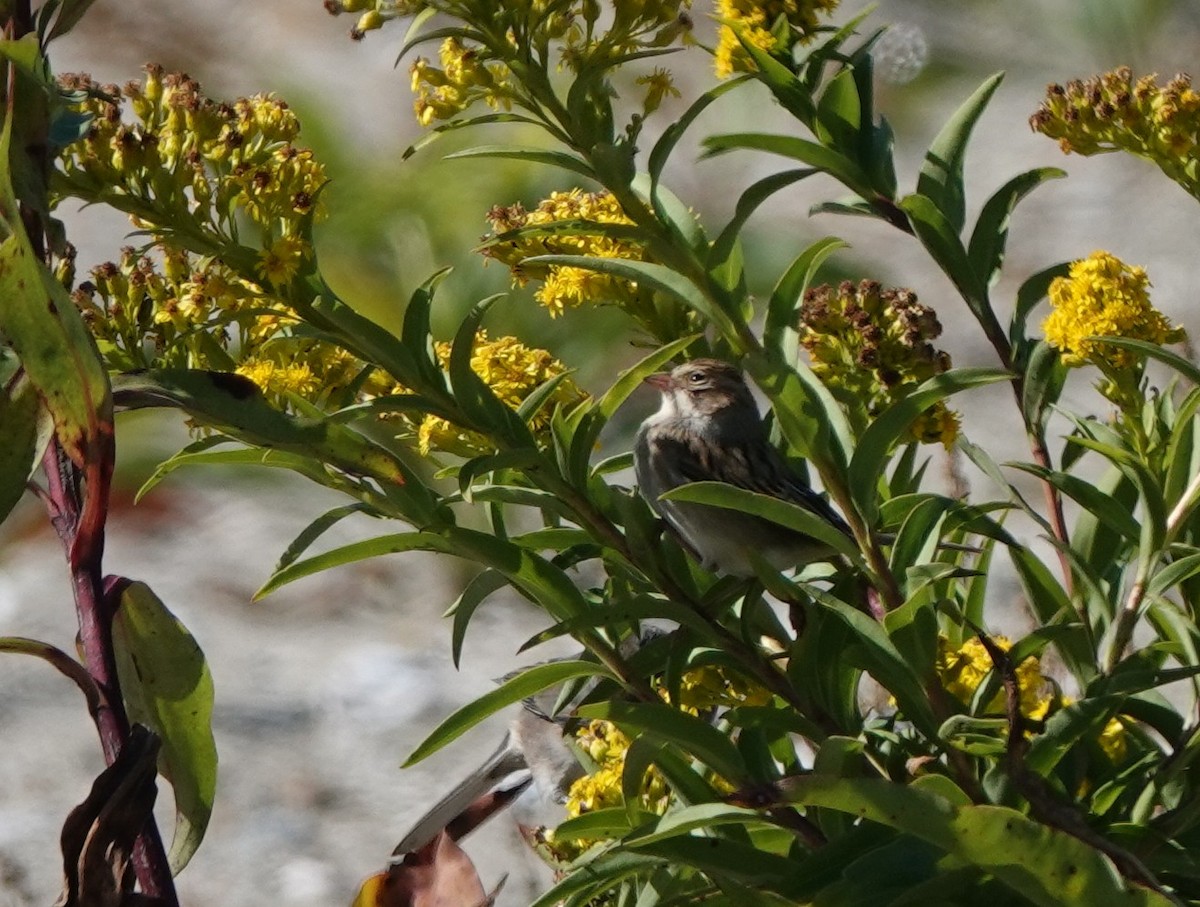 Clay-colored Sparrow - ML643382337