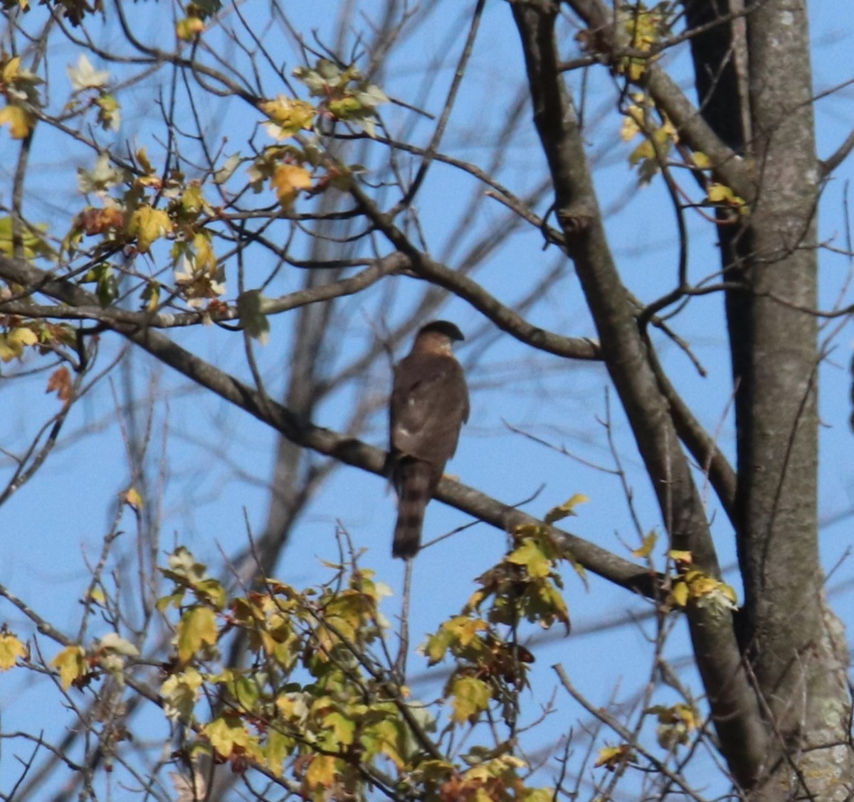 Sharp-shinned Hawk - ML643382356