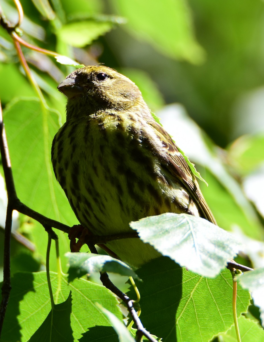 Serin cini - ML643382360