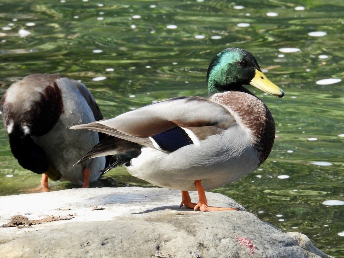 Canard colvert - ML643382361