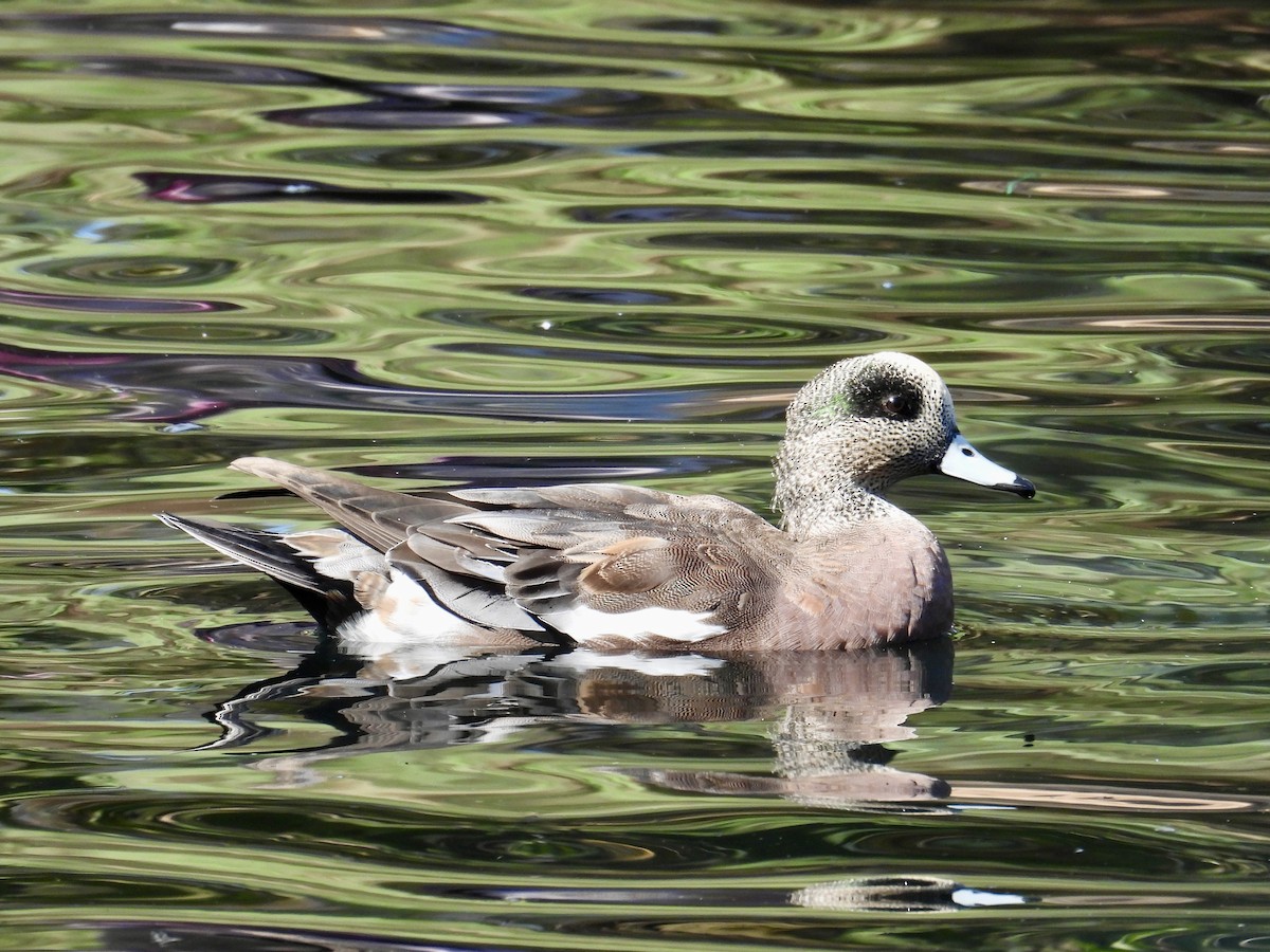 Canard d'Amérique - ML643382367