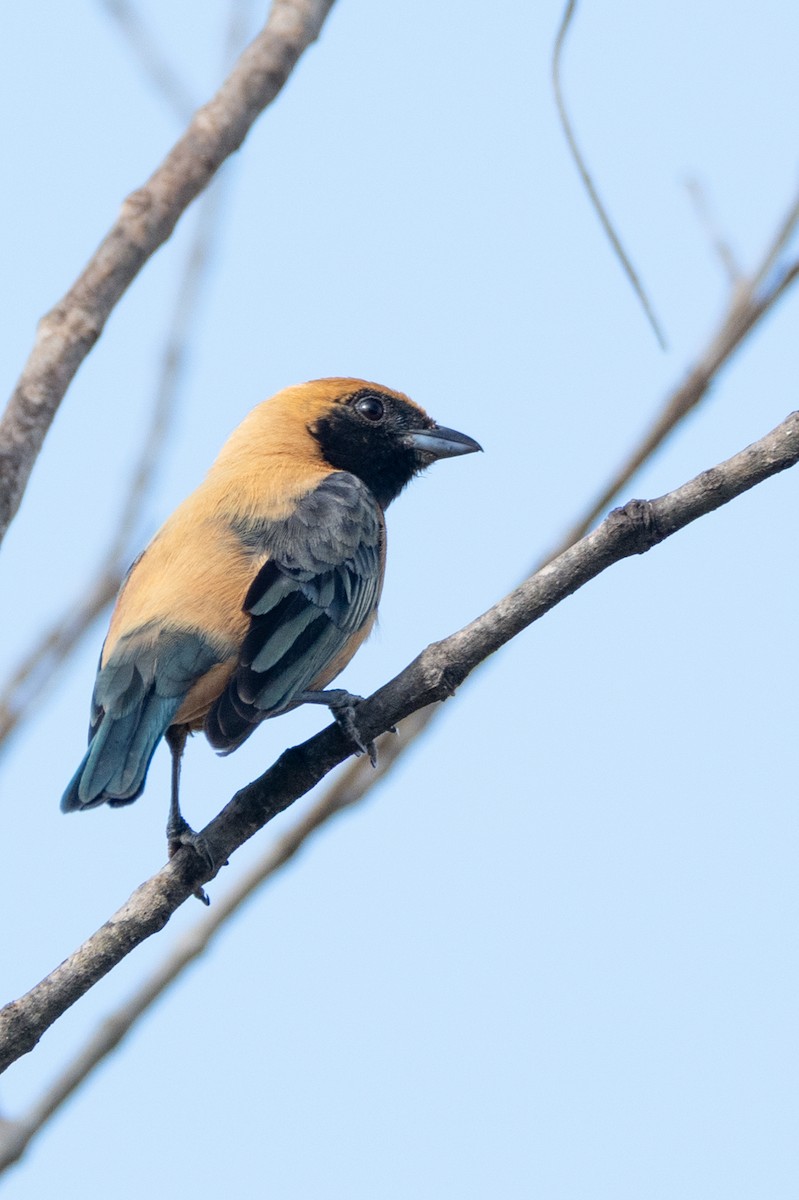 Burnished-buff Tanager - ML643382398