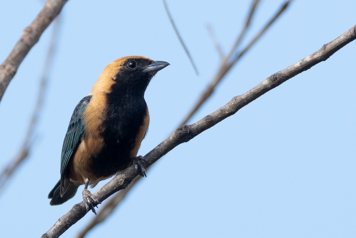 Burnished-buff Tanager - ML643382399