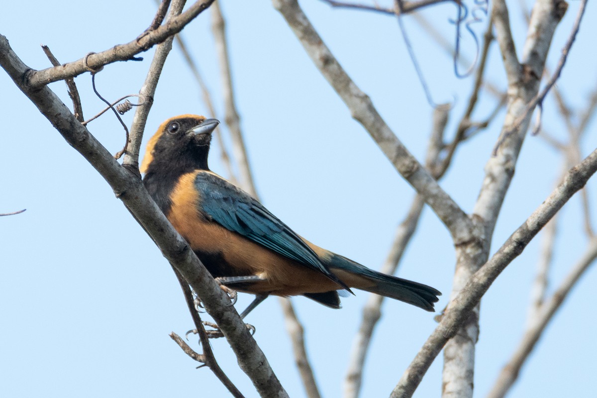 Burnished-buff Tanager - ML643382400