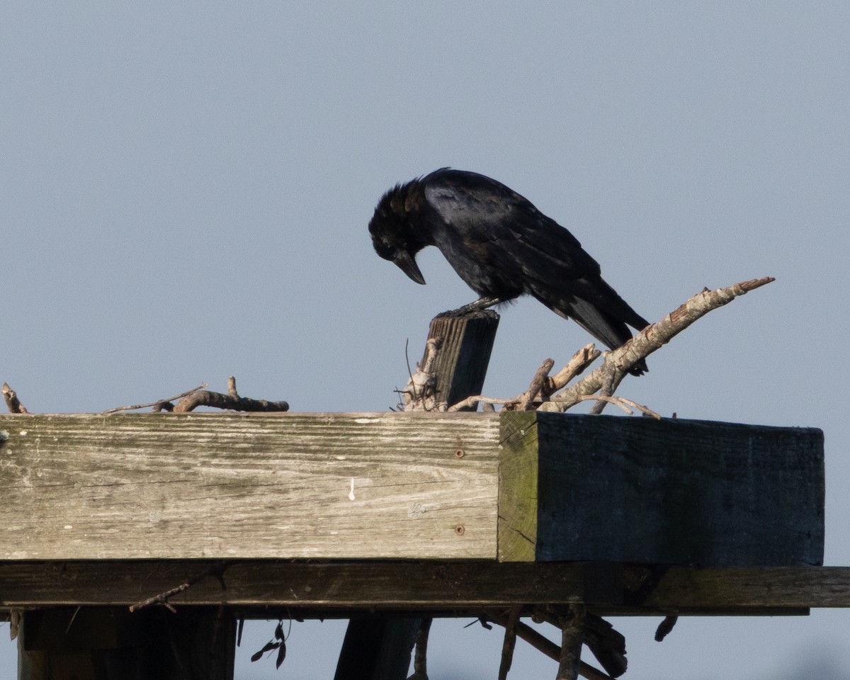 Fish Crow - ML643382415