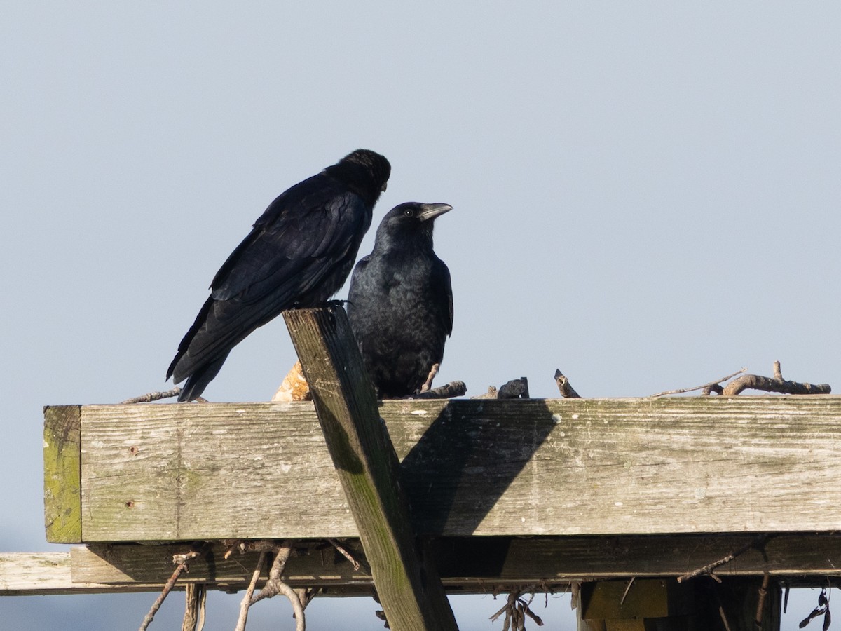 Fish Crow - ML643382416