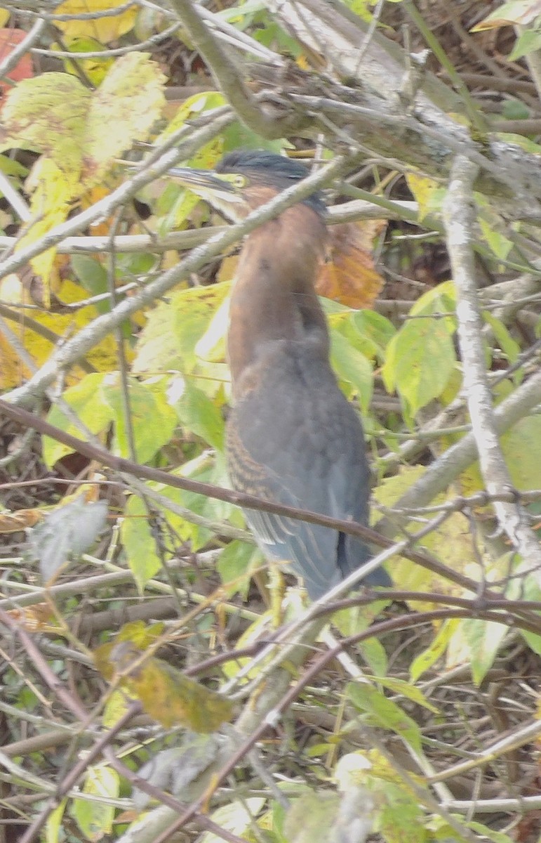 Green Heron - ML643382447