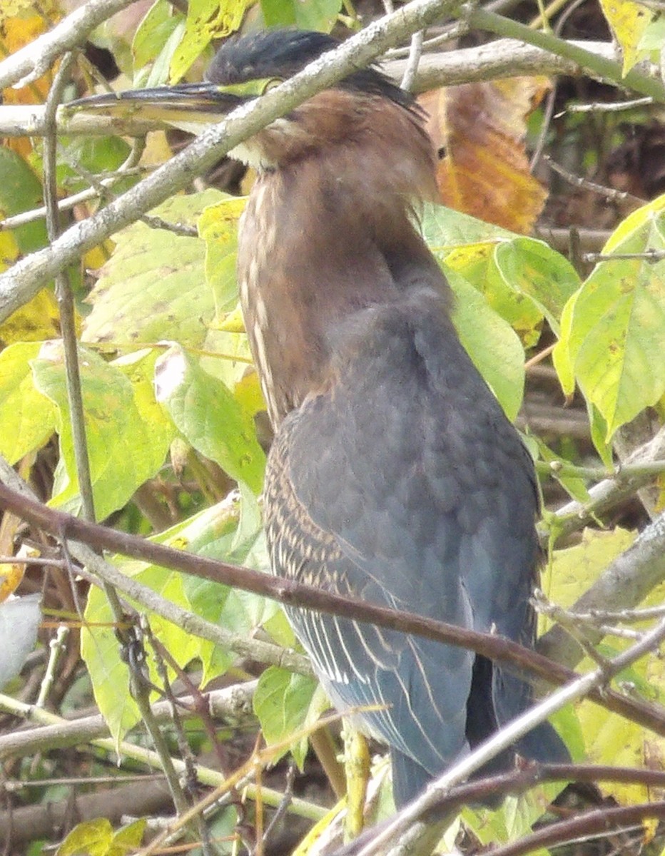 Green Heron - ML643382448