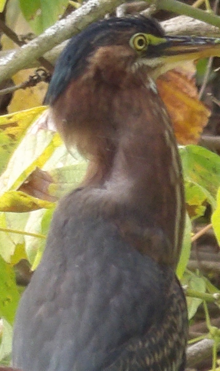 Green Heron - ML643382449