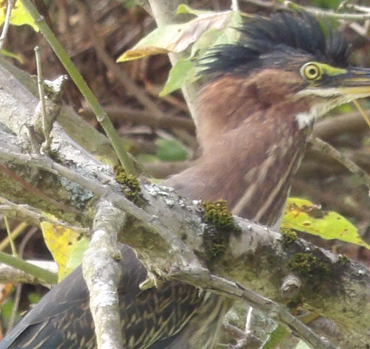 Green Heron - ML643382450