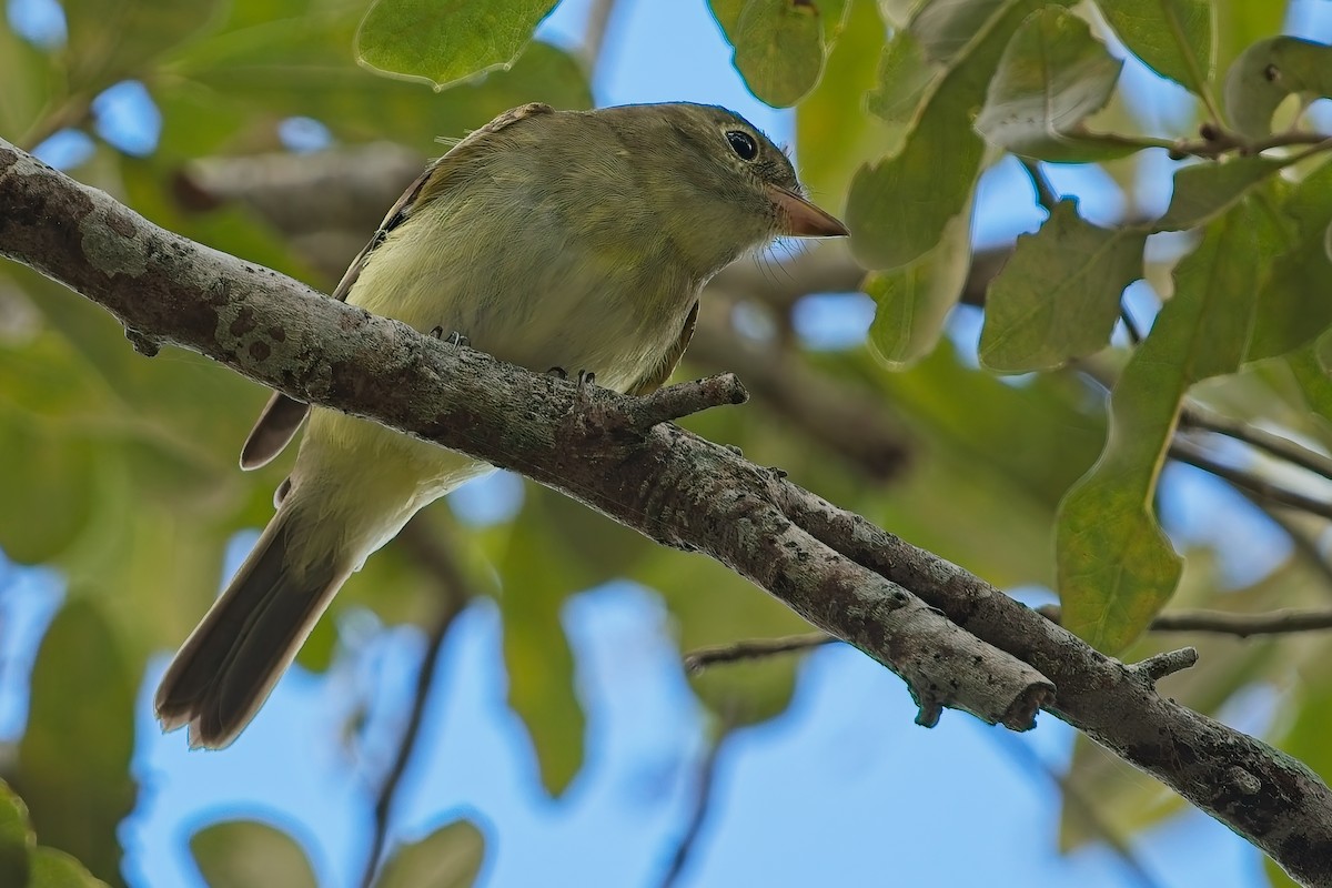 Mosquero Verdoso - ML643382452