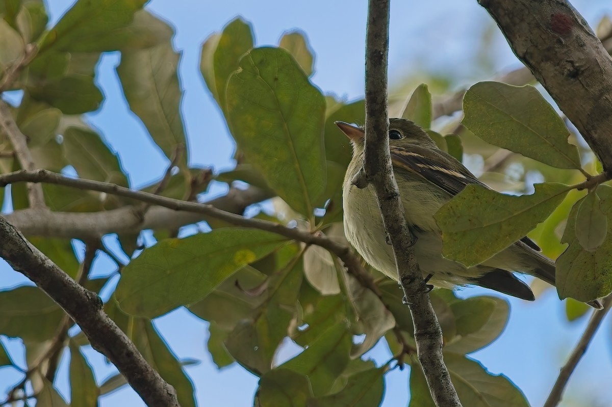 Mosquero Verdoso - ML643382453