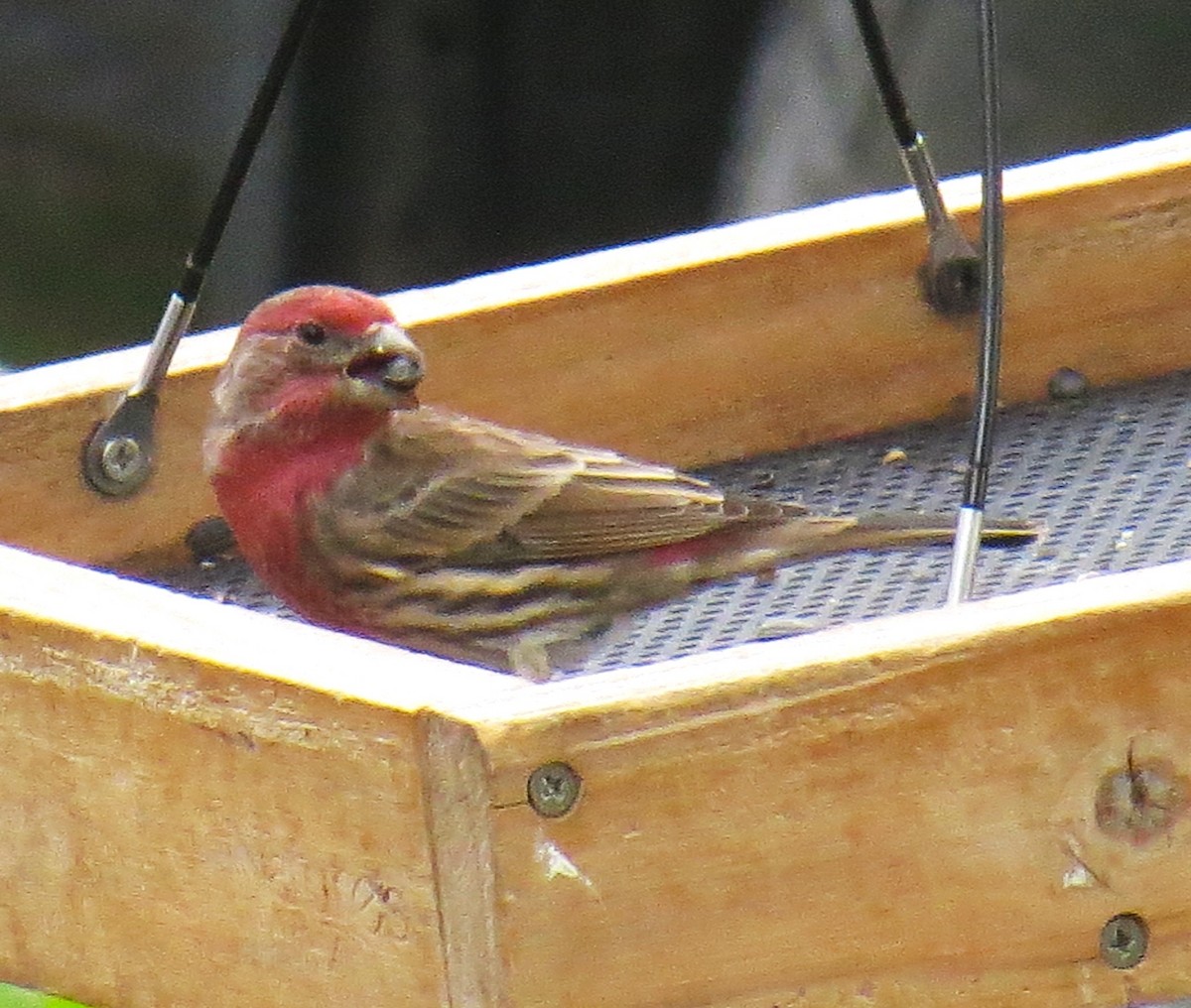 House Finch - ML643382454