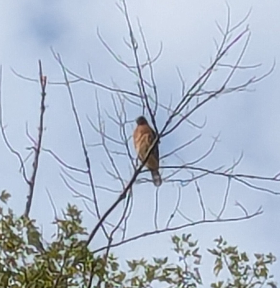 Red-shouldered Hawk - ML643382463