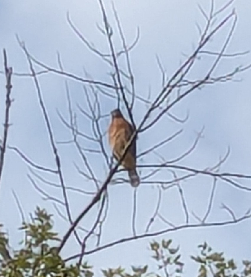 Red-shouldered Hawk - ML643382464