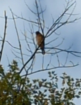 Red-shouldered Hawk - ML643382465