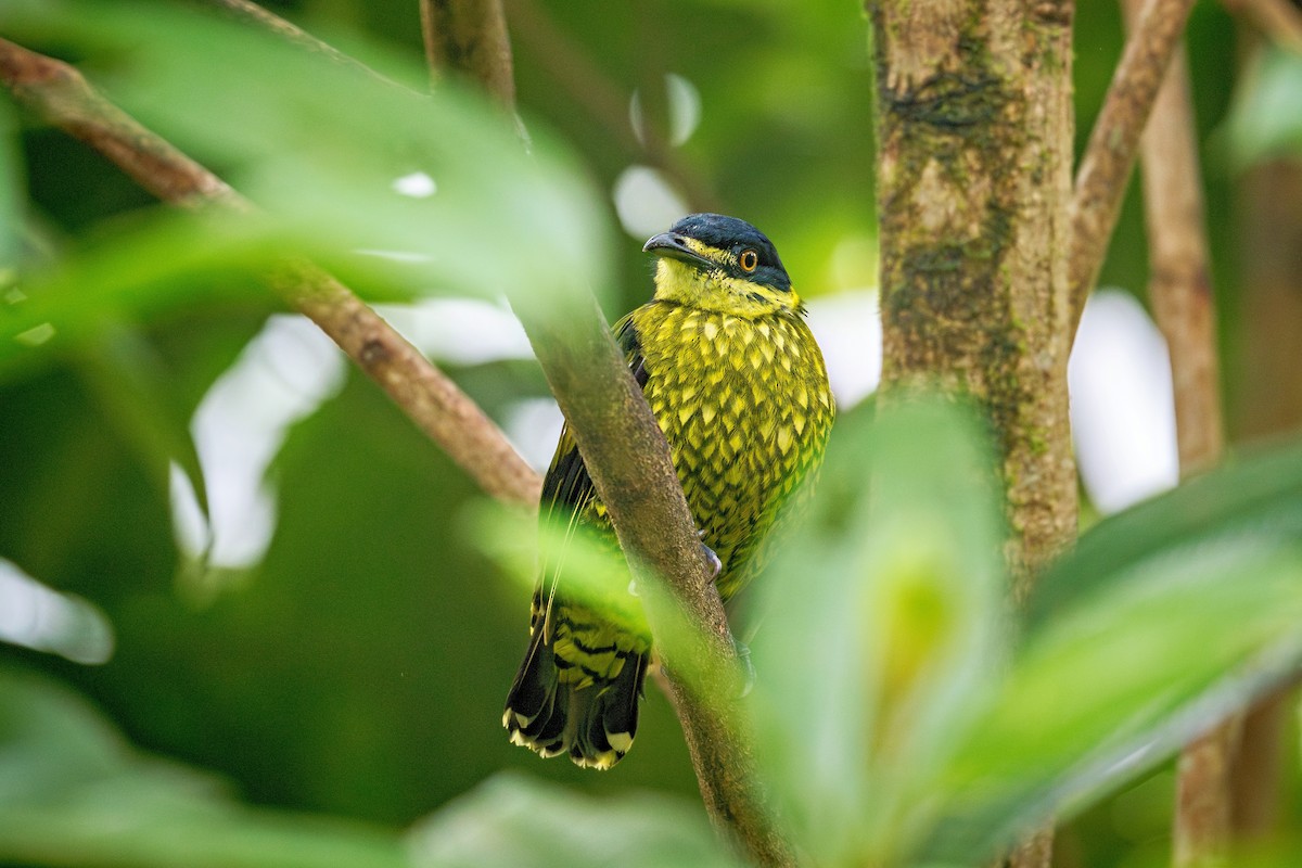 ウロコカザリドリ - ML643382469