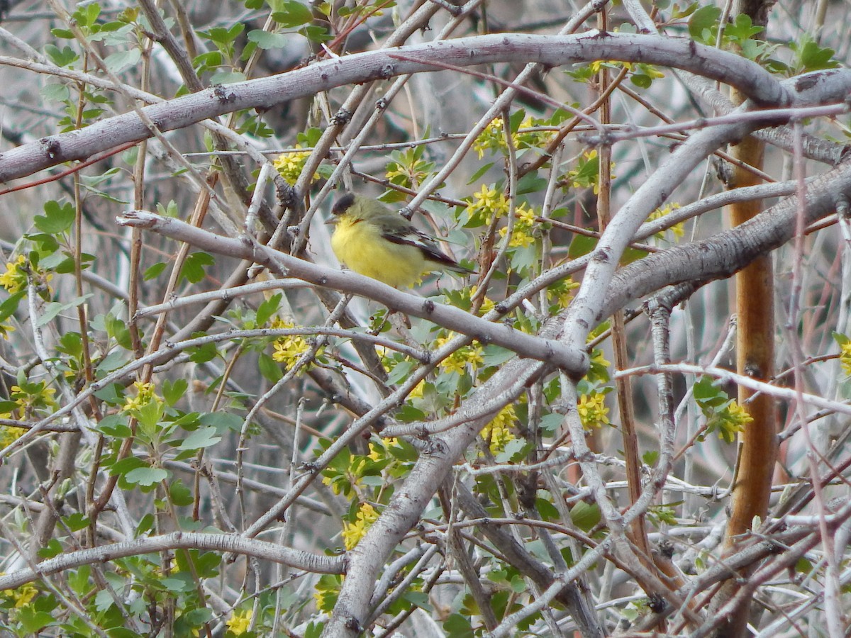 Lesser Goldfinch - ML643382502