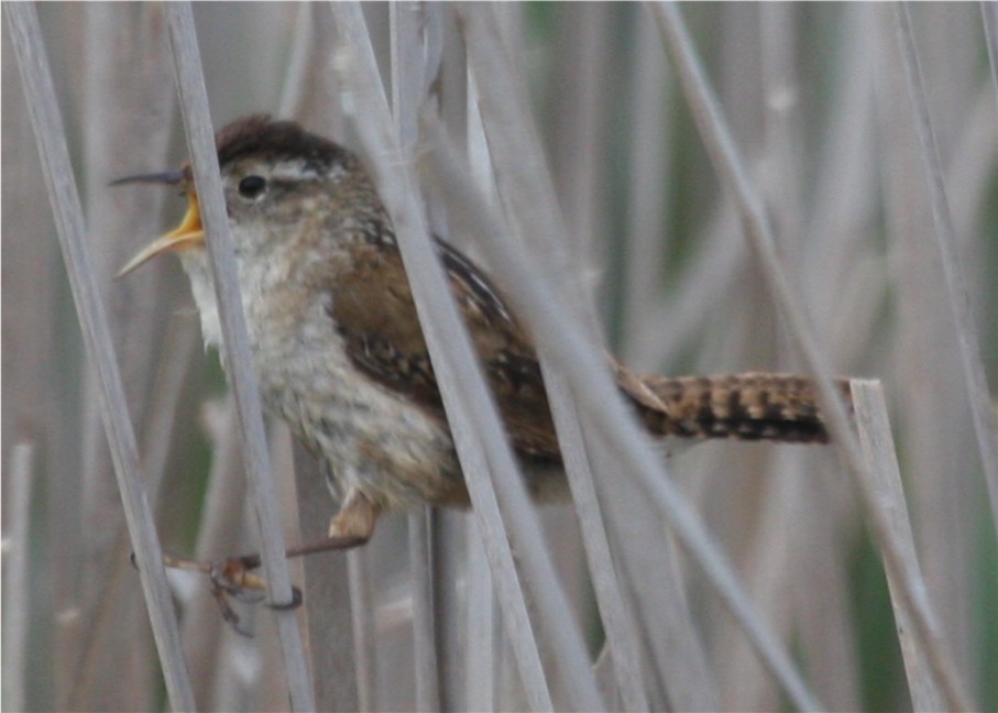 Marsh Wren - ML643382531