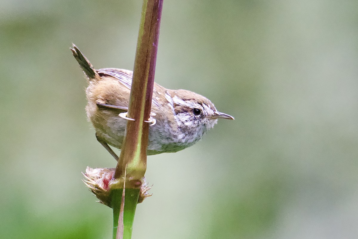 Timberline Wren - ML643382540