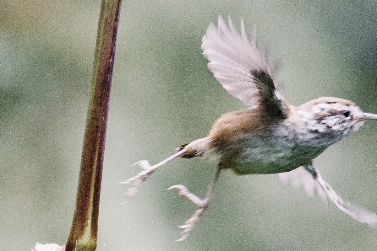 Timberline Wren - ML643382541