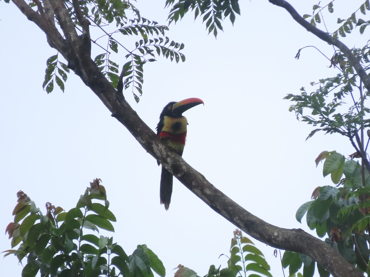 Fiery-billed Aracari - ML643382542