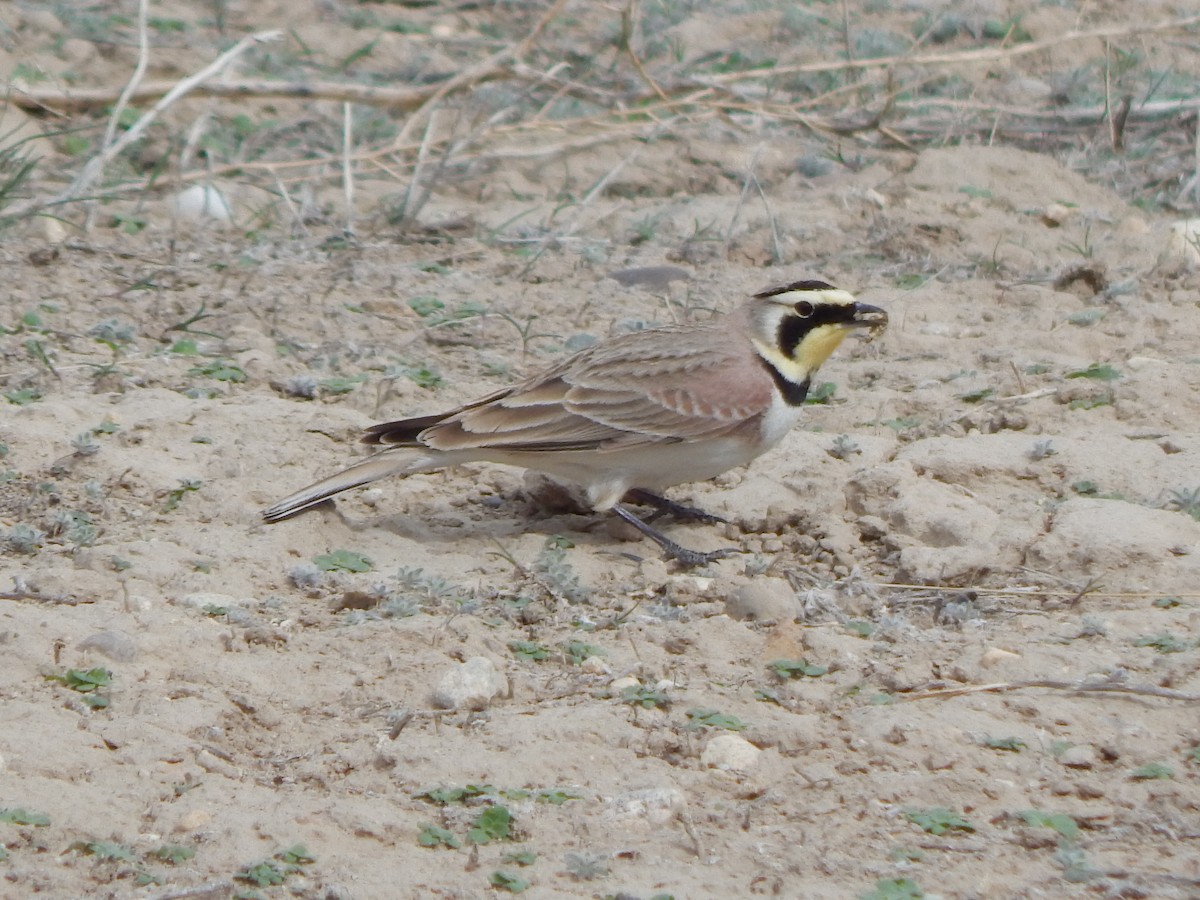 eBird Checklist - 28 Mar 2025 - Initial Point - 6 species