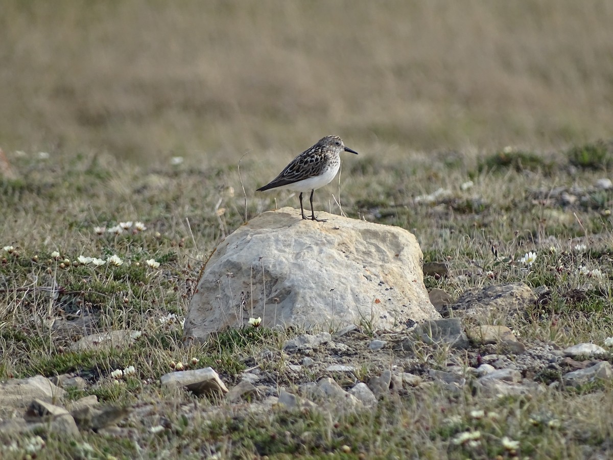 sandsnipe - ML643382547