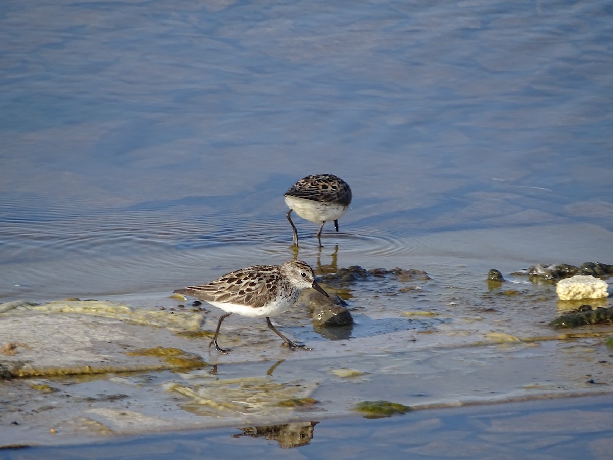 sandsnipe - ML643382548