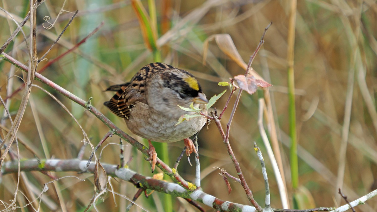 Golden-crowned Sparrow - ML643382549