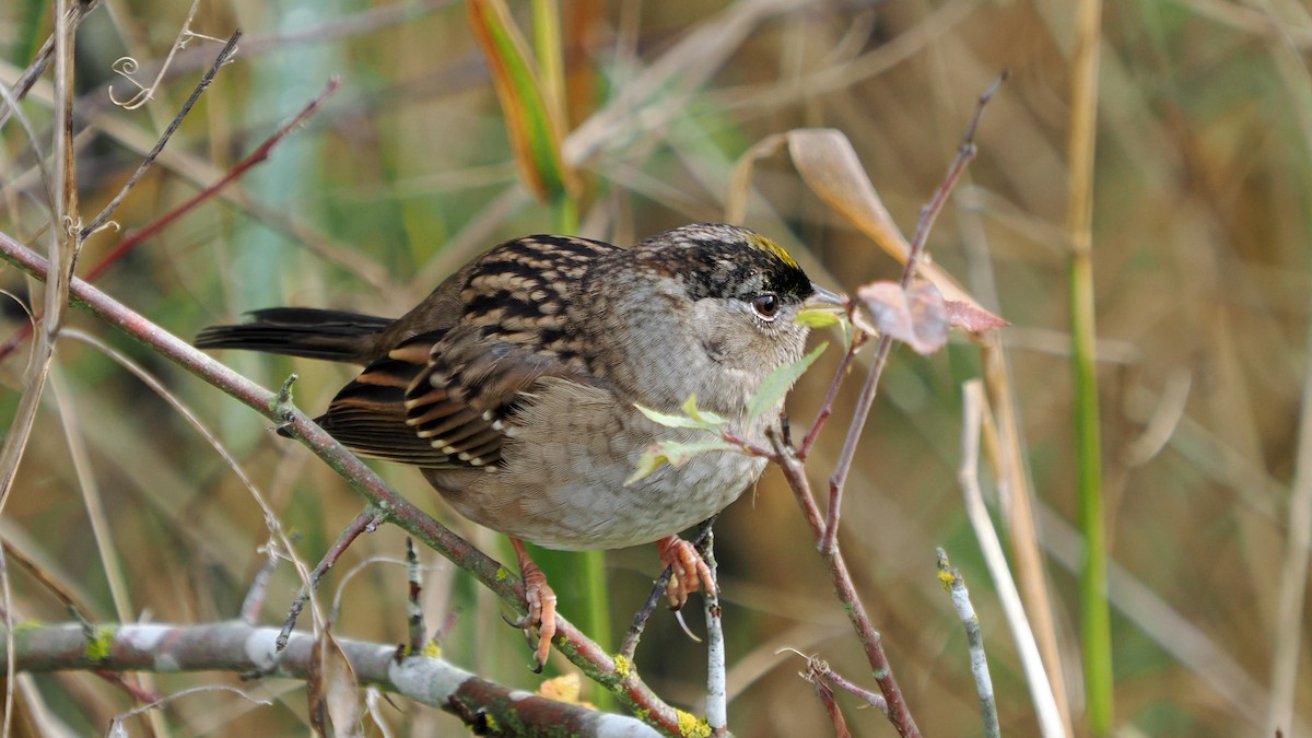 Golden-crowned Sparrow - ML643382550