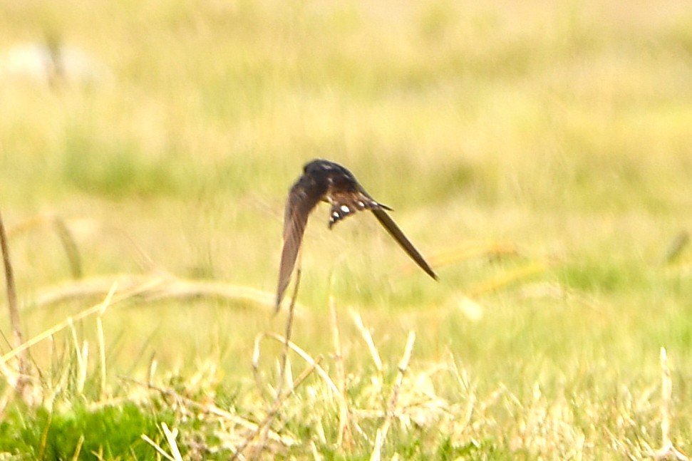 Barn Swallow - ML643382566