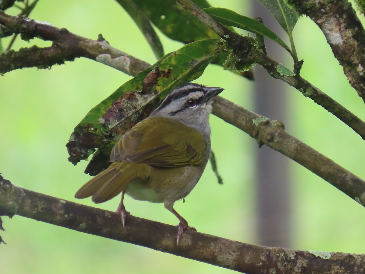 Black-striped Sparrow - ML643382573