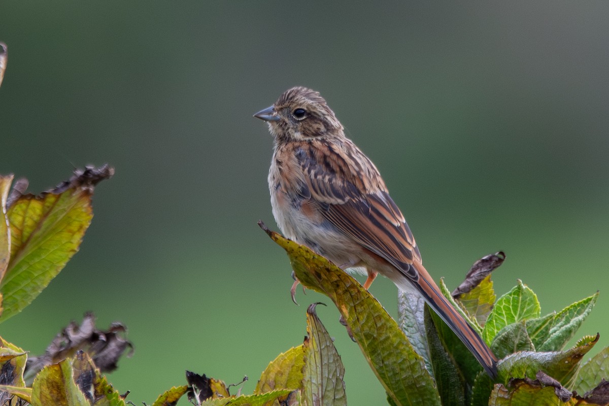 Meadow Bunting - ML643382576