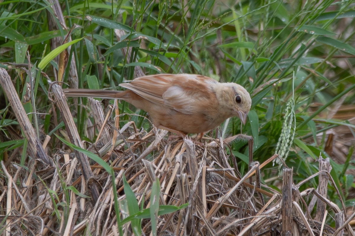 Meadow Bunting - ML643382600