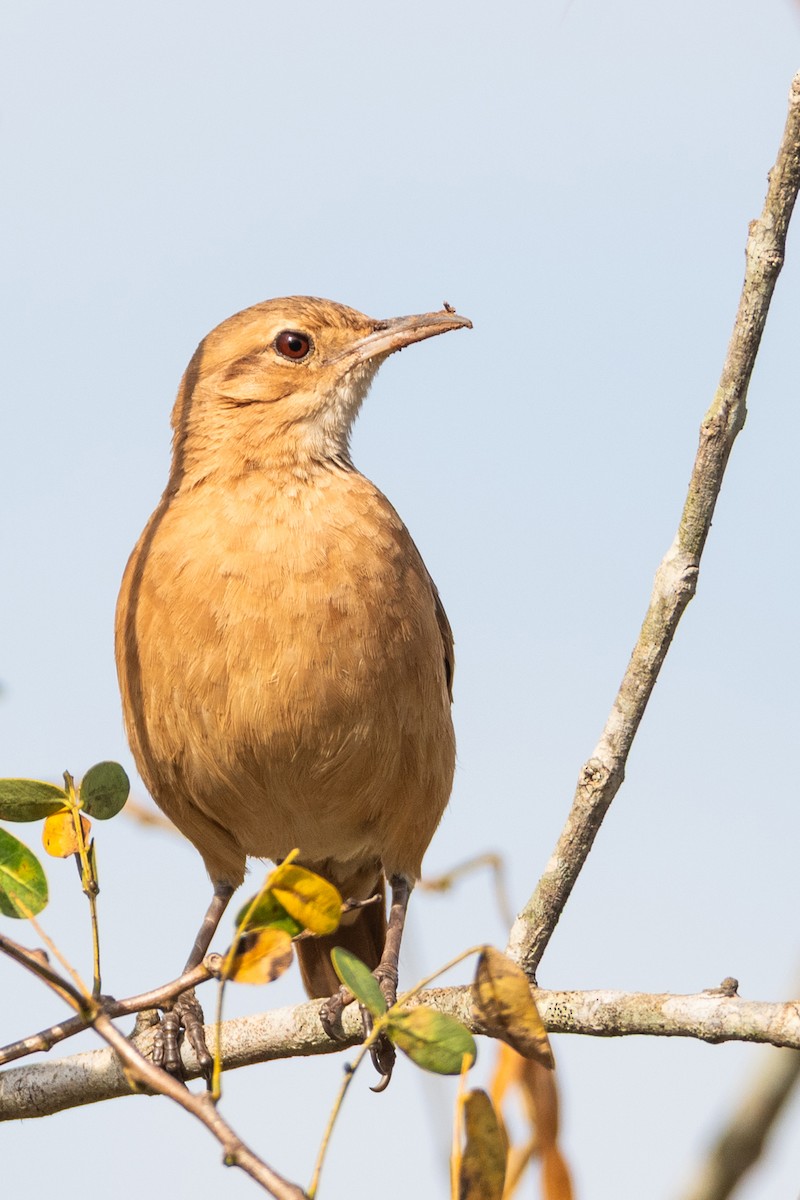 Rufous Hornero - ML643382604