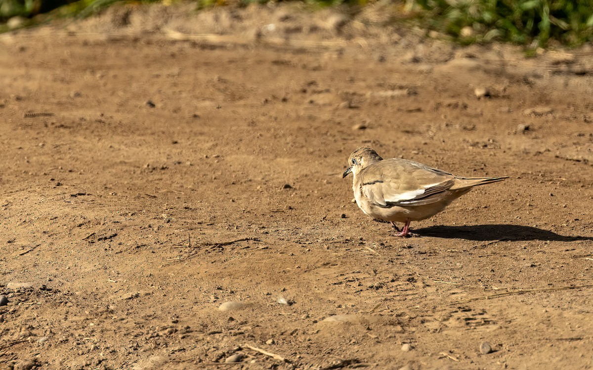 Picui Ground Dove - ML643382615