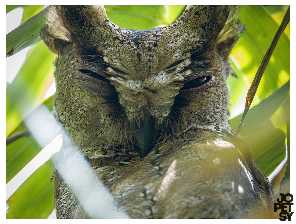 Philippine Scops-Owl - ML643382625