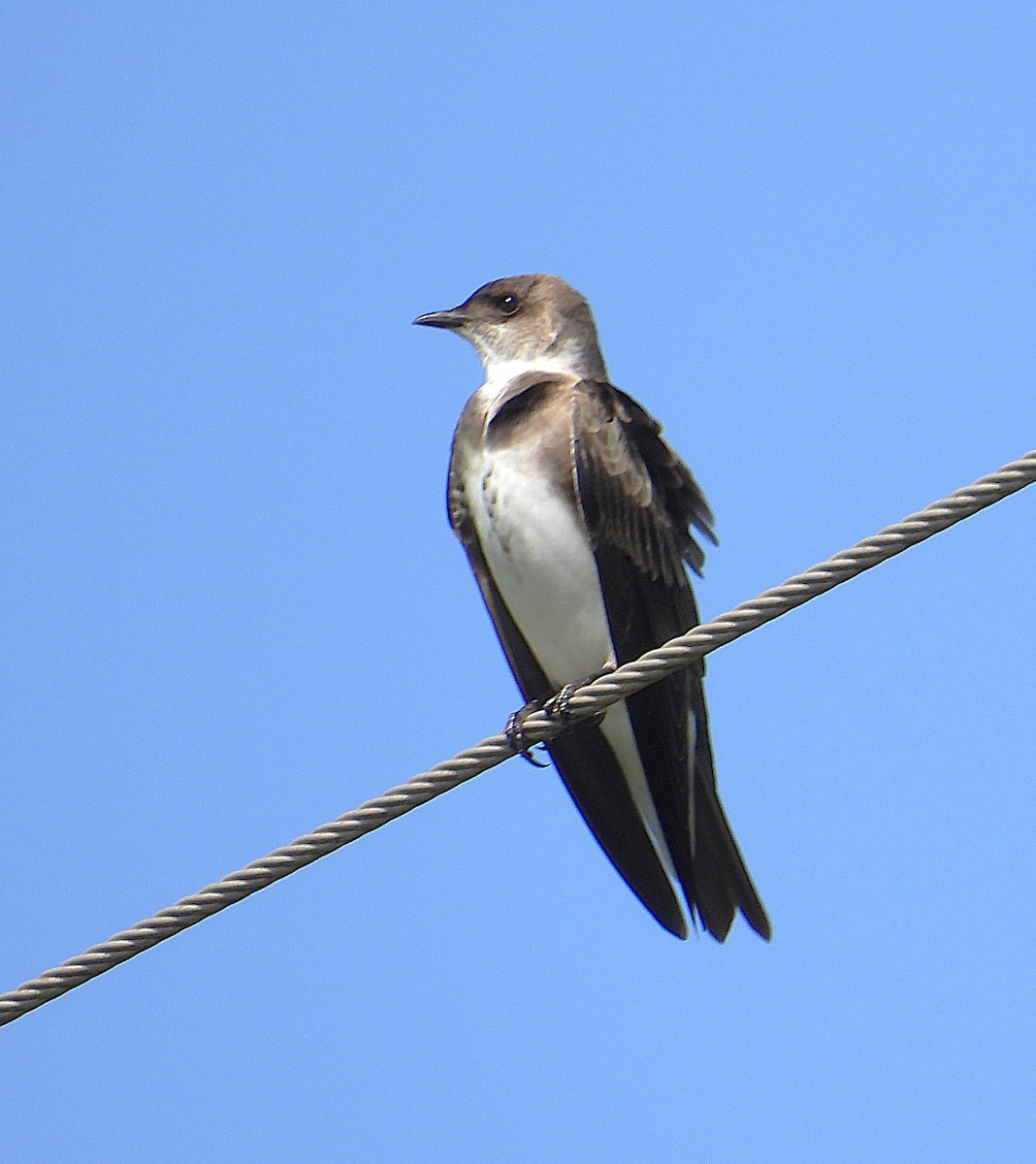 Brown-chested Martin - ML643382628