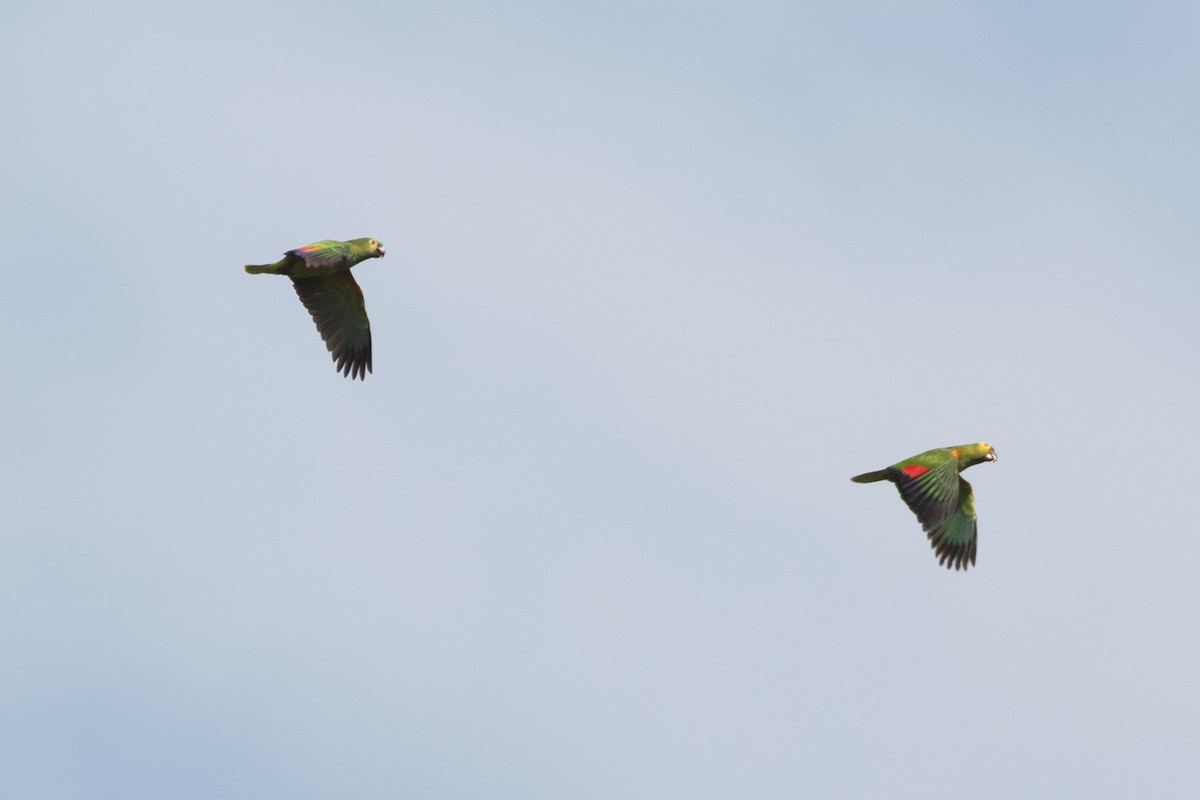 amazoňan modročelý - ML643382656