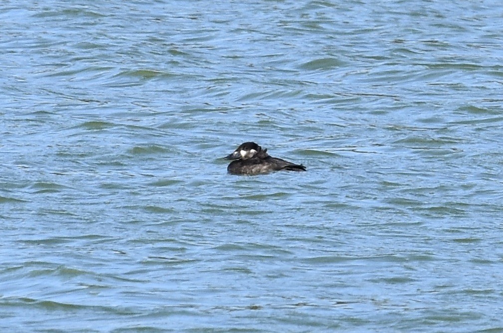 Surf Scoter - ML643382659