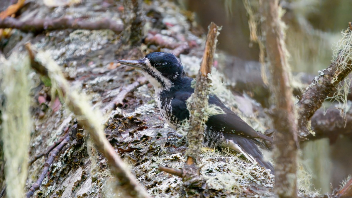 Black-backed Woodpecker - ML643382667