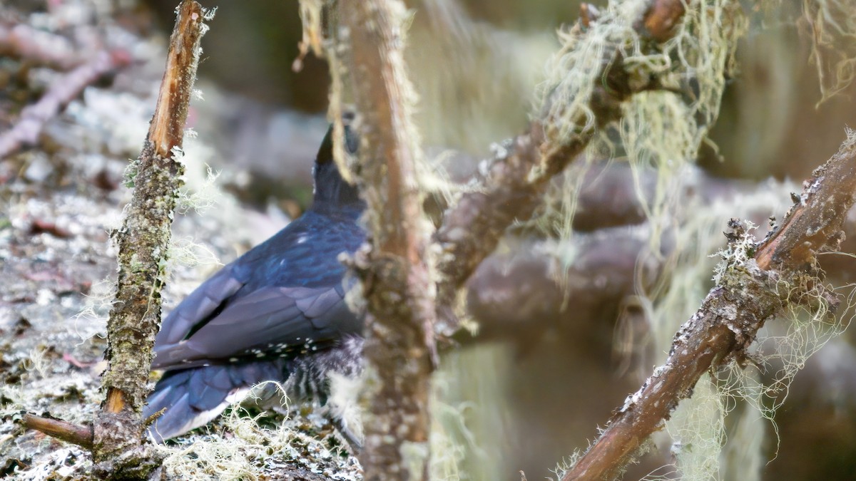 Black-backed Woodpecker - ML643382668