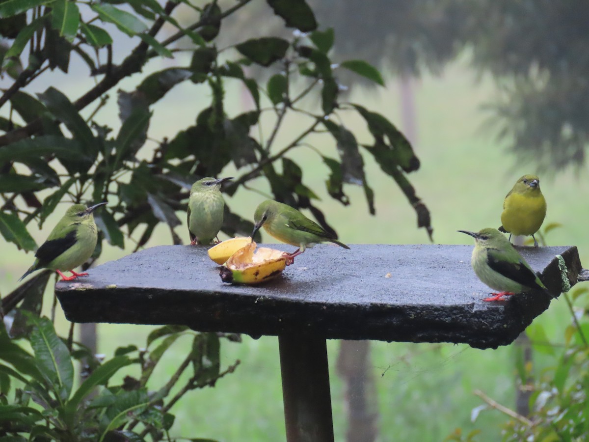 Red-legged Honeycreeper - ML643382669