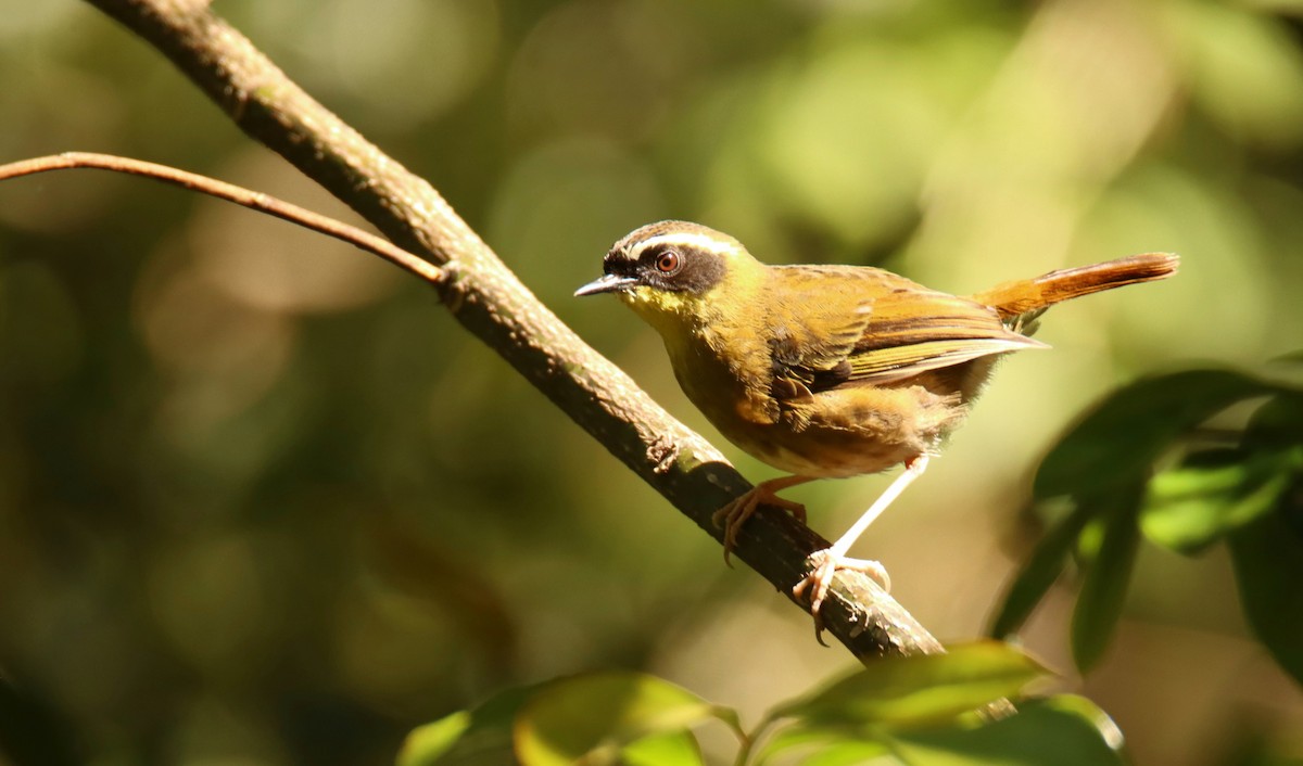 Yellow-throated Scrubwren - ML643382677
